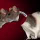 Image: Ryan F. Mandelbaum/Brandonng06/Wikimedia Commons